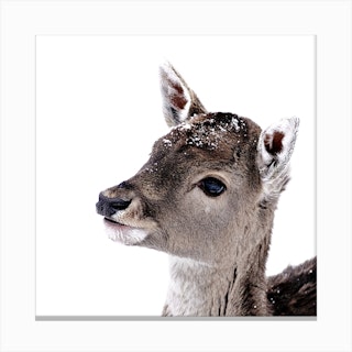 Little Fawn Fiona 2 Square Canvas Print