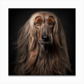 Afghan Hound Canvas Print