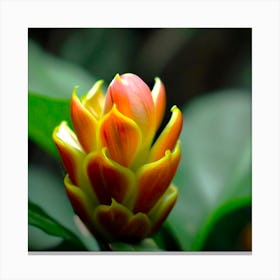 Flower 1 Canvas Print