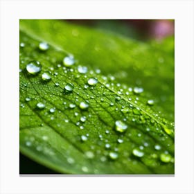Water Droplets On A Leaf 2 Canvas Print