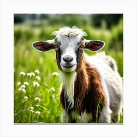 Grass National Breeding Head Ruminant Pasture Plant Cattle Day Country Standing Rural Be (3) Canvas Print