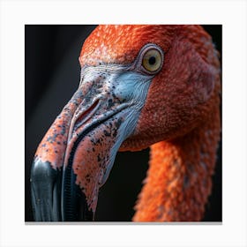 Flamingo 63 Canvas Print