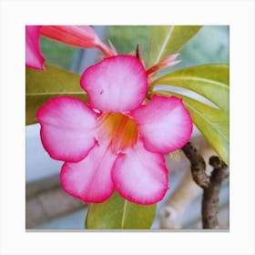 Pink Flamingo Flower Canvas Print