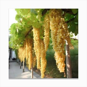 White Grapes Hanging From A Vine Canvas Print