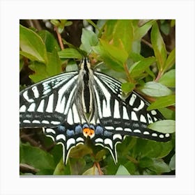 Black Swallowtail Butterfly 1 Canvas Print