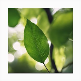 Green Leaf In The Forest Canvas Print