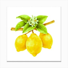 Citrus Freshness: Lemon Art Canvas Print