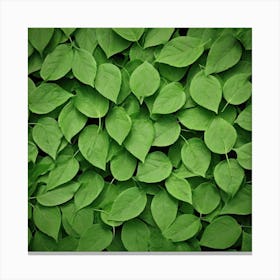 Green Leaves 3 Canvas Print