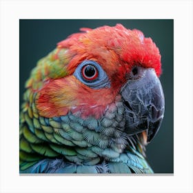 Colorful Parrot 25 Canvas Print
