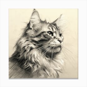 Coon Cat Canvas Print