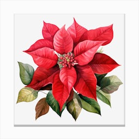 Poinsettia 2 Canvas Print