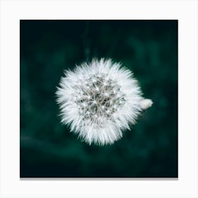 Dandelion Canvas Print