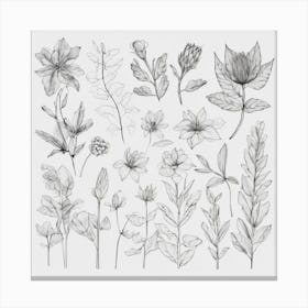 Botanical Drawing 2 Canvas Print