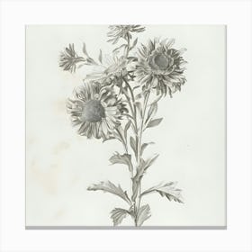 Chrysanthemums 1 Canvas Print