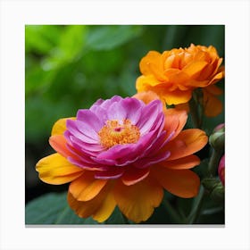 Dahlias 3 Canvas Print