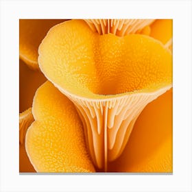 Close Up Of Orange Mushrooms Canvas Print