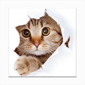 Cat Peeking Out Of A Hole Canvas Print