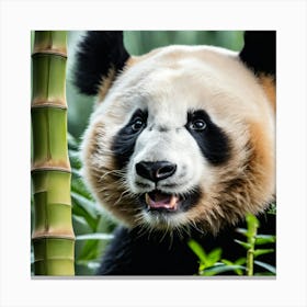 Panda Bear 1 Canvas Print