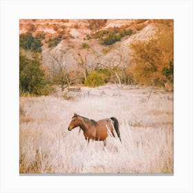 Brown Horse In Desert Canvas Print