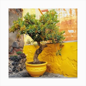 Olive Tree In Yellow (I) Canvas Print