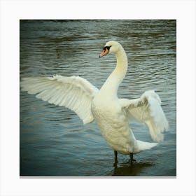 Show off Swan Canvas Print