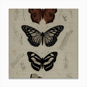 Butterflies And Moths 1 Canvas Print