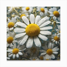 Daisy 1 Canvas Print