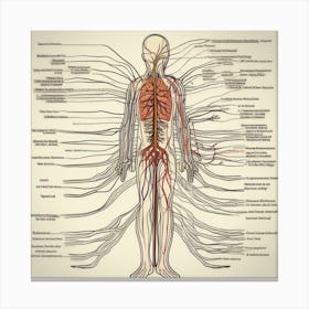Human Circulatory System Canvas Print