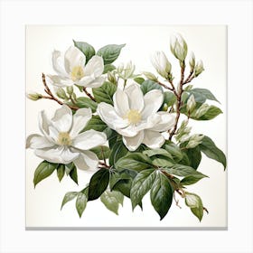 Magnolia Canvas Print