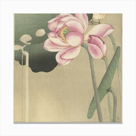 Lotus Flower Canvas Print