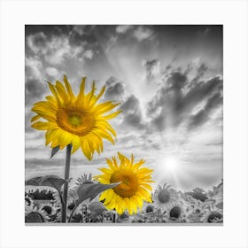 Focus On Two Sunflowers Canvas Print