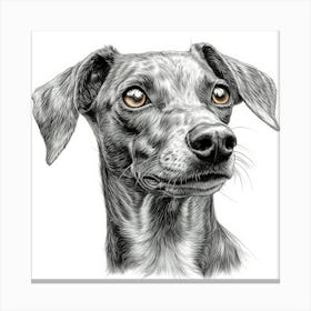 Greyhound Canvas Print