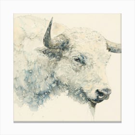 White Bison Canvas Print