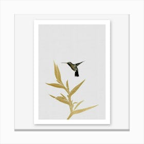 Hummingbird Canvas Print