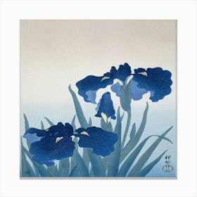 Irises 2 Canvas Print