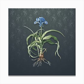 Vintage Iris Scorpiodes Botanical on Slate Gray Pattern n.2247 Canvas Print