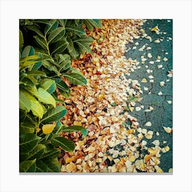 Autumn Leaves On The Ground Canvas Print