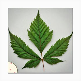 Cedar leaf 1 Canvas Print