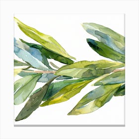 Olive Branch Watercolor Painting 1 Canvas Print