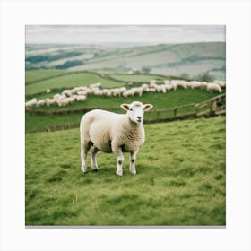 Sheep In A Field 7 Canvas Print