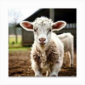 Baby Lamb On A Farm Canvas Print