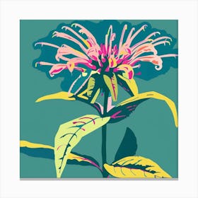 Bee Balm 2 Square Flower Illustration Canvas Print