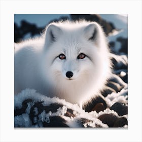 Arctic Fox Canvas Print