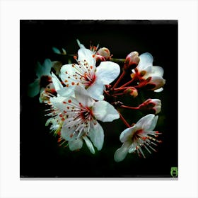 Cherry Blossoms 20160218108pub Canvas Print