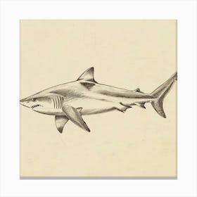 Vintage Shark Pencil Illustration 7 Canvas Print