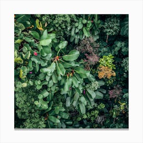 Aerial View Of Tropical Plants Canvas Print