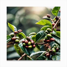 Coffee Beans On A Tree 29 Canvas Print