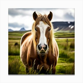 Horse In Iceland Canvas Print