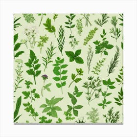 Seamless Pattern Of Herbs 1 Canvas Print