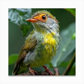 Ecuadorian Bird Canvas Print